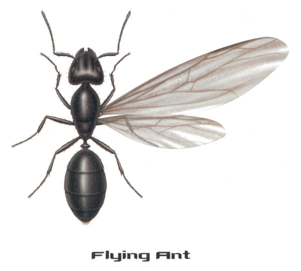 flyingantbig